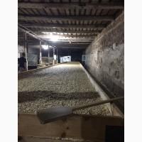 Семена тыквы Волжская серая (Сероволжская) Дамский ноготь (Болгарка) посевной материал1R