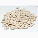 Семена тыквы Волжская серая (Сероволжская) Дамский ноготь (Болгарка) посевной материал1R