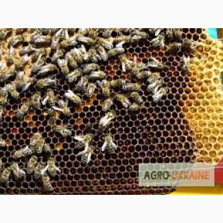 Пчелопакеты