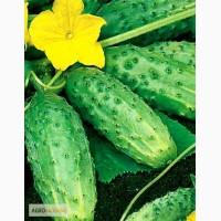 Продам огурец Родничок