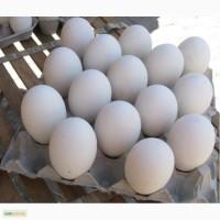 Продам Гусиное яйцо Инкубационное