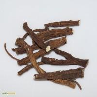 Корень одуванчика