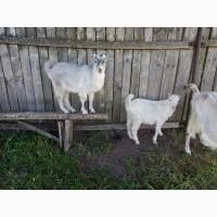 Продам козенят