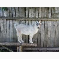 Продам козенят