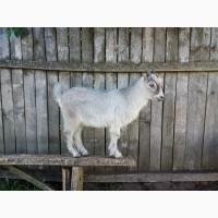 Продам козенят