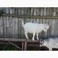 Продам козенят