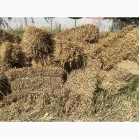 Продам тюки соломи в необмеженій кількості