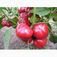 Продам семена Перец Колобок