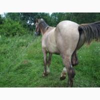 Продам коня