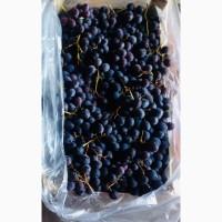 Продам виноград сорт Кардинал